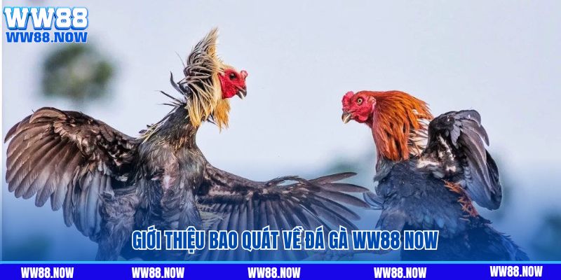  Giới thiệu bao quát về đá gà ww88 now